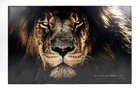 Wall Art: Lion, the Righteous Are as Bold as a Lion (Proverbs 28:1) Plaque
